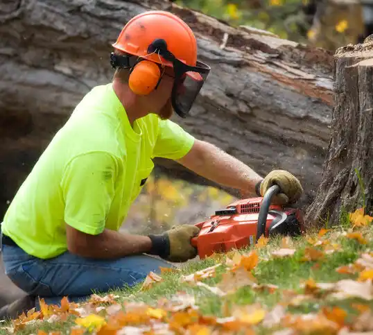 tree services Cloverdale